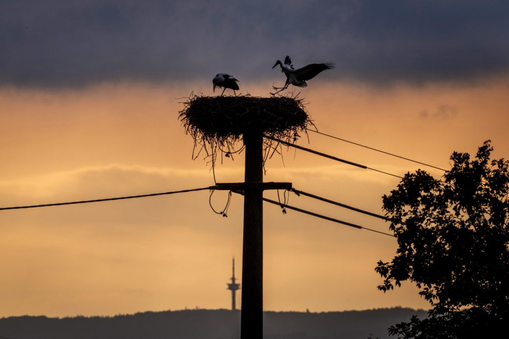 Élővilág Németországban