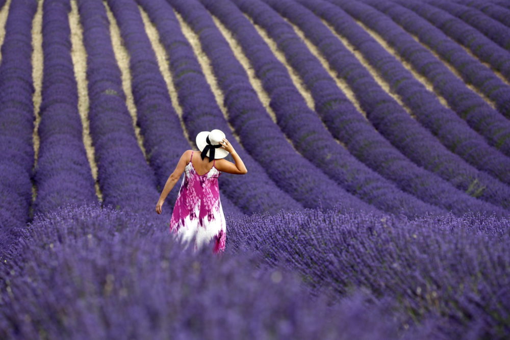 Levendulatermesztés Lengyelországban