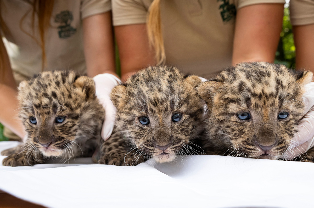 Leopárd hármasikrek születtek Nyíregyházán