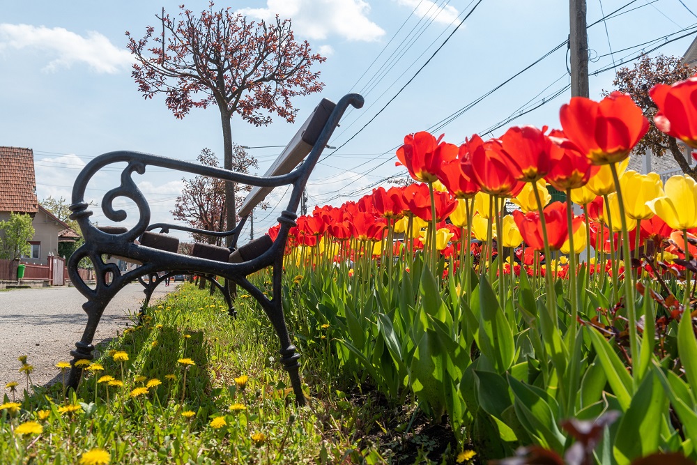 Nevezési csúcsot döntött a Virágos Magyarország verseny