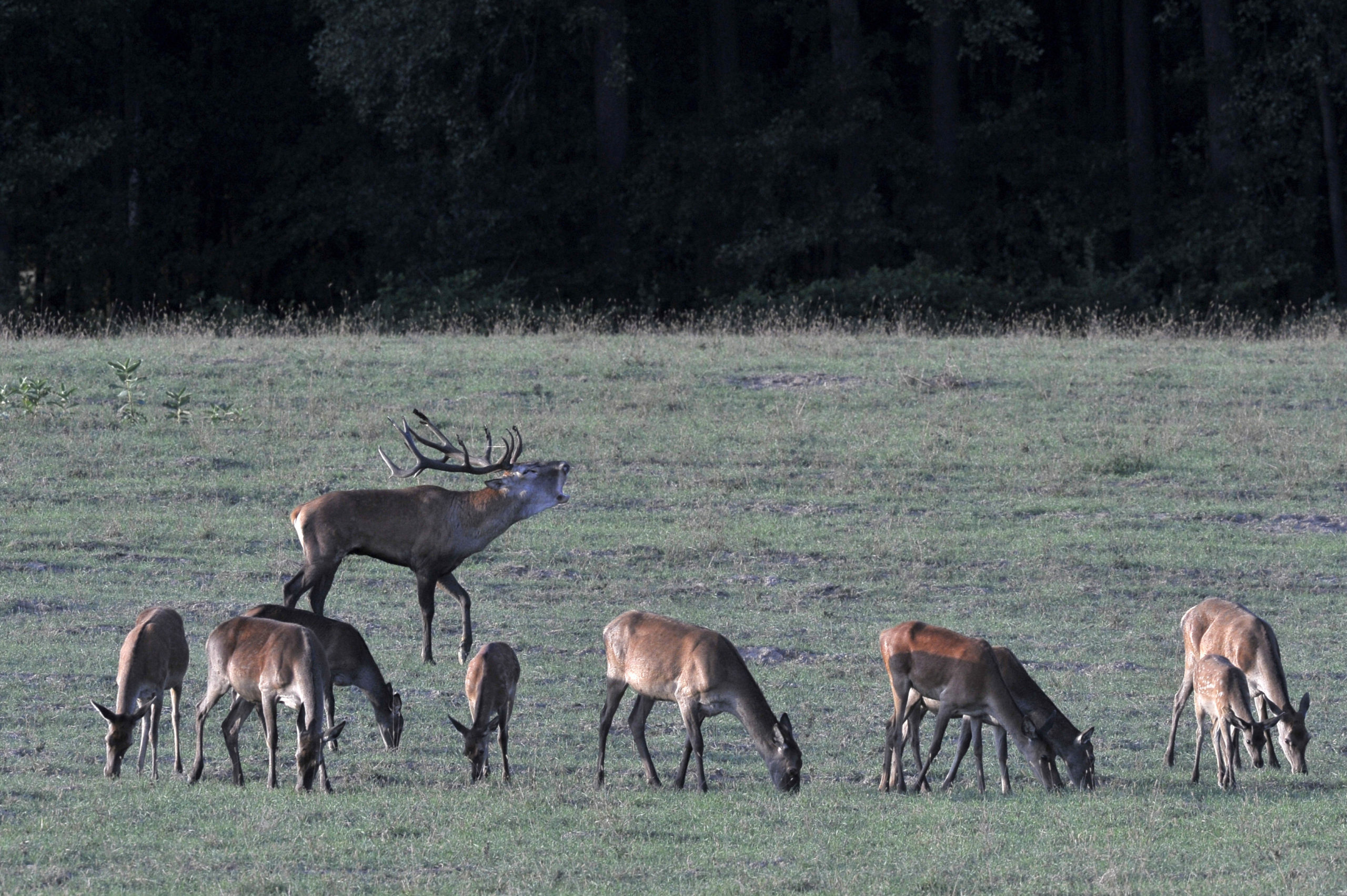 Elkezdődött a gímszarvasbikák bőgése a gemenci erdőben