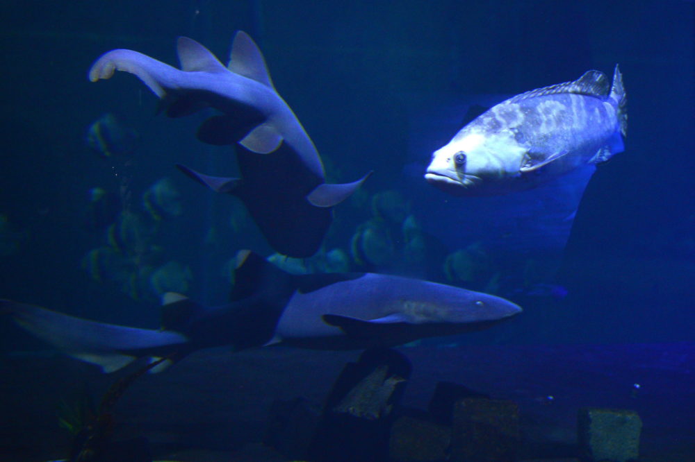 Tizenkét helyszínen készülnek programokkal az állatkertek éjszakáján