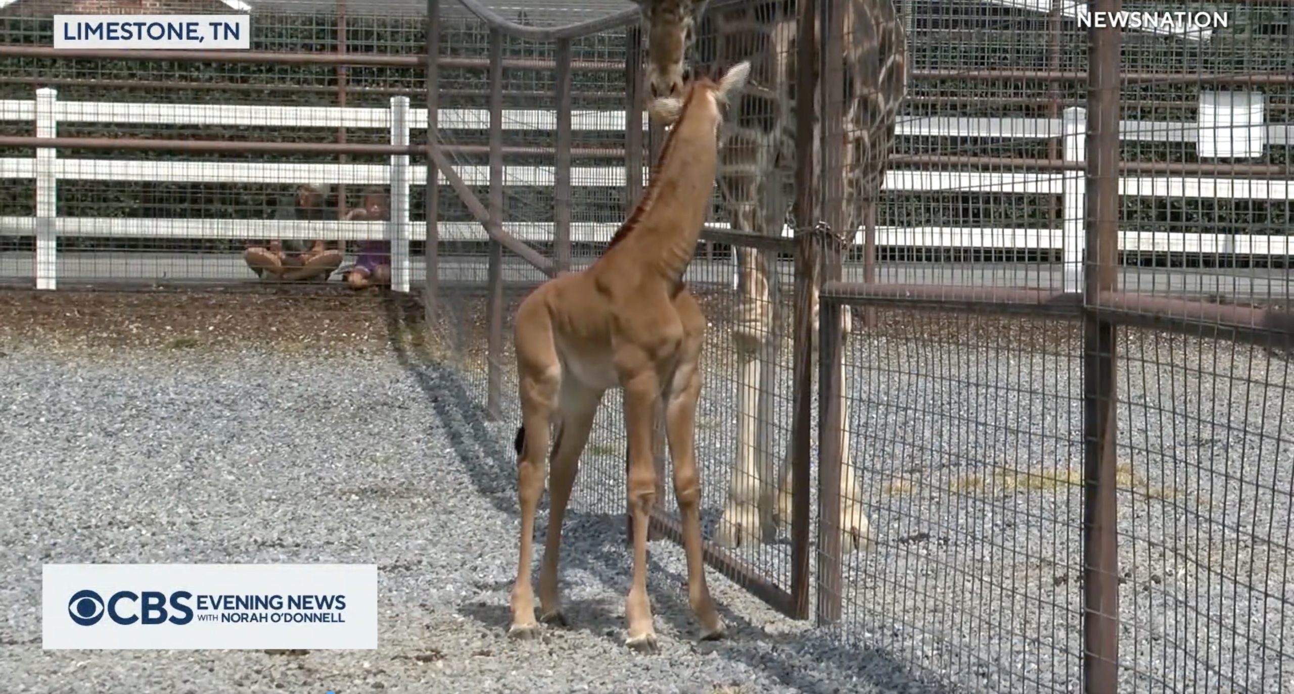 Foltok nélkül született a zsiráfbébi egy állatkertben – videó
