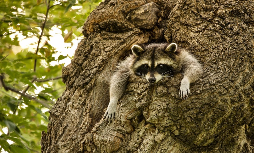 Vadonélő mosómedvéket filmeztek egy Budapest melletti erdőben