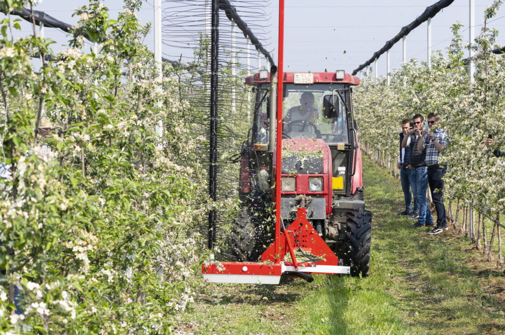 Uniós földrajzi árujelző oltalmat kapott a Szabolcsi alma