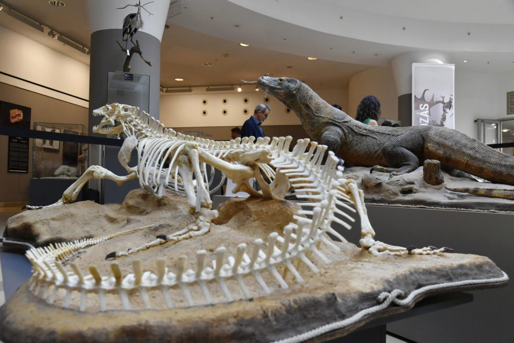 A Természettudományi Múzeum elmúlt 220 évét bemutató kiállítás nyílt