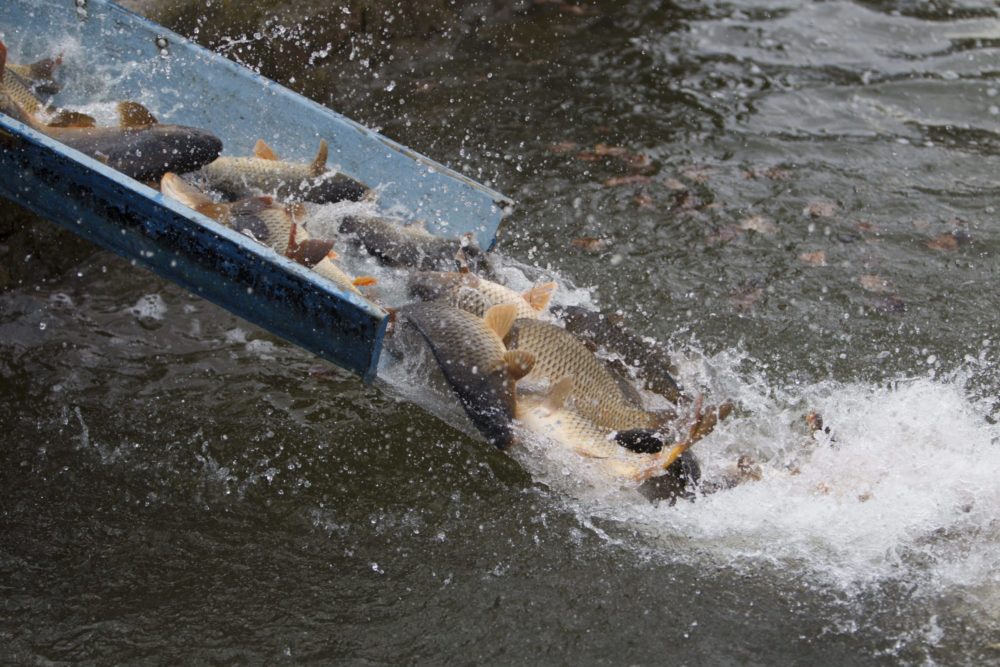 Krízistámogatást kapnak a magyar halgazdálkodók