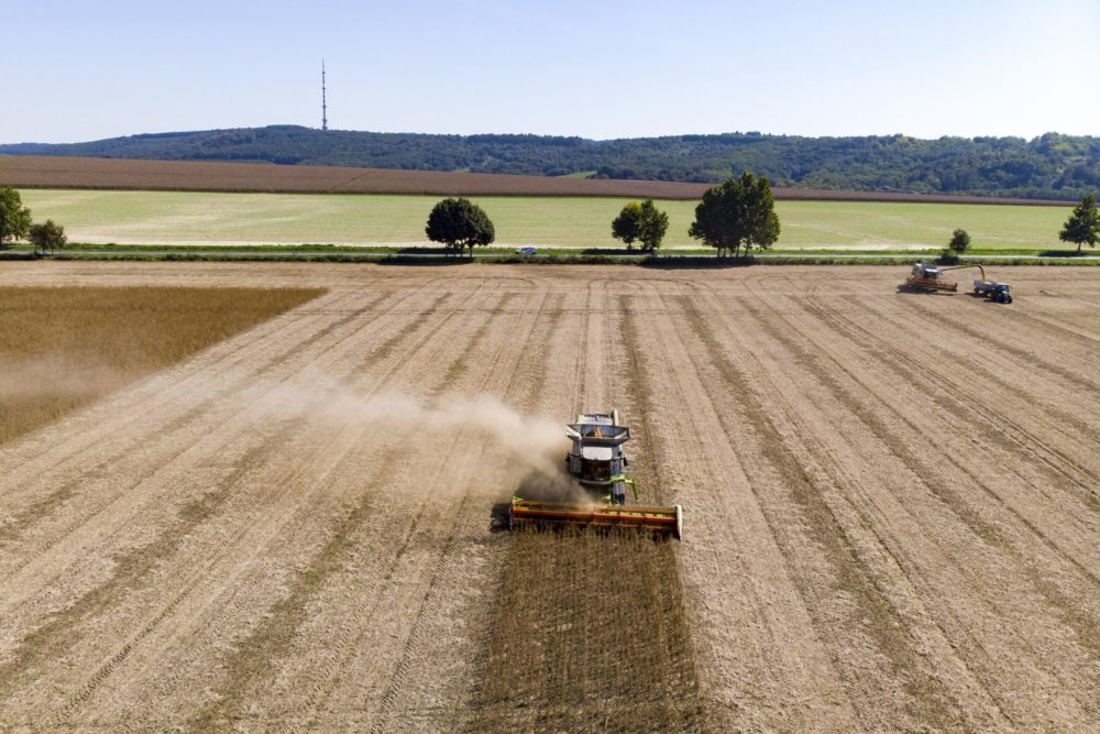 Agrárminisztérium: tovább kell növelni a szójatermesztést