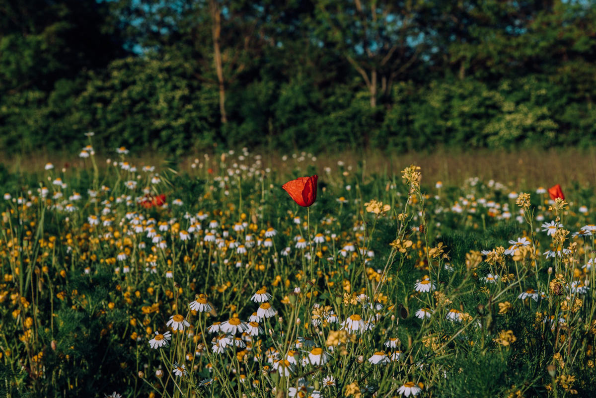 Magyarország kiáll a GMO-mentesség mellett