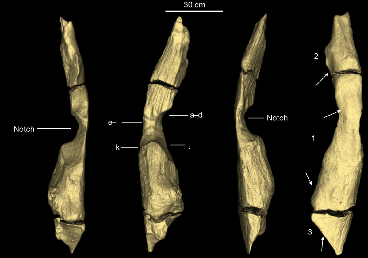 Félmillió éves faépítmény