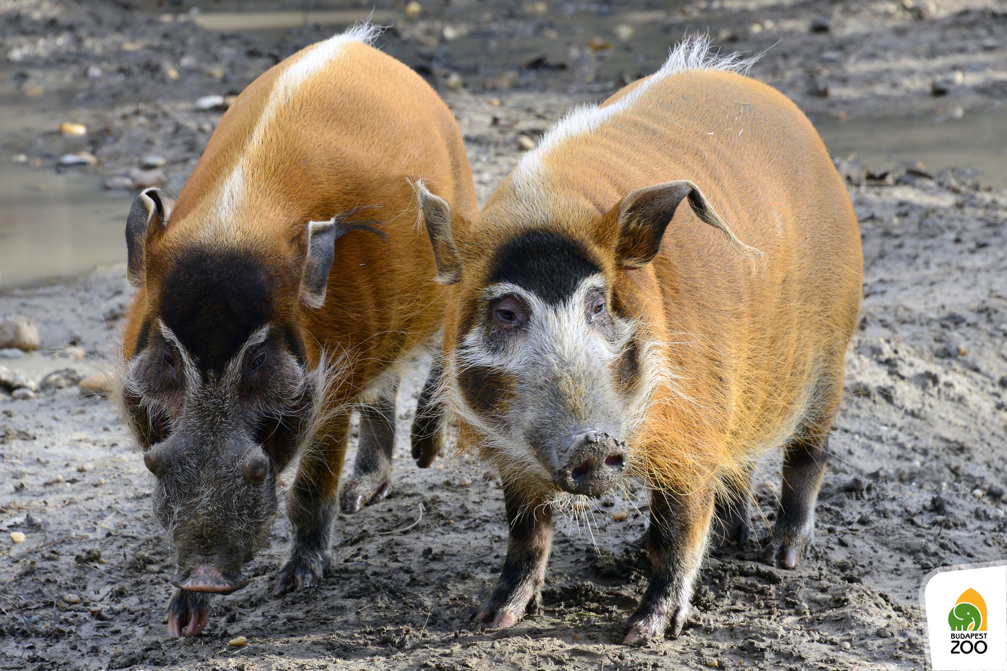 Péntektől vasárnapig Állatszeretet Ünnep a Fővárosi Állatkertben
