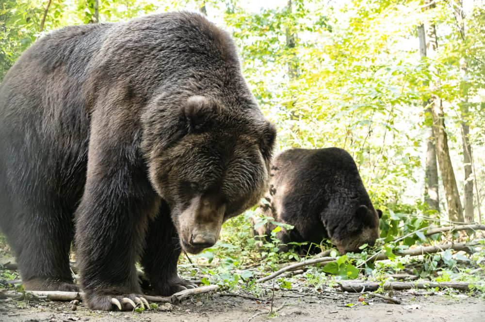 Ismét emberre támadt egy medve