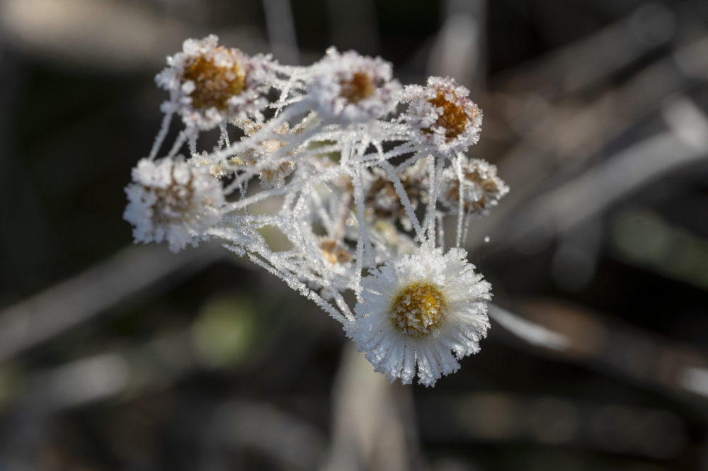 Deres növény Cered közelében