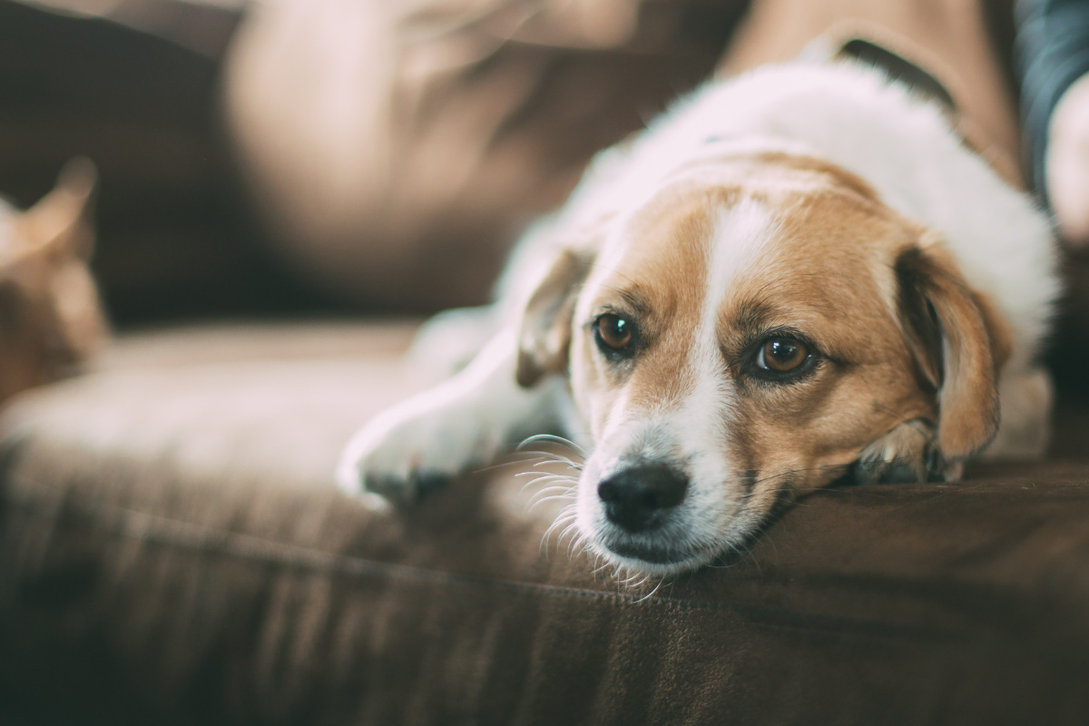 Letöltendő fogházbüntetésre karcagi állatkínzót