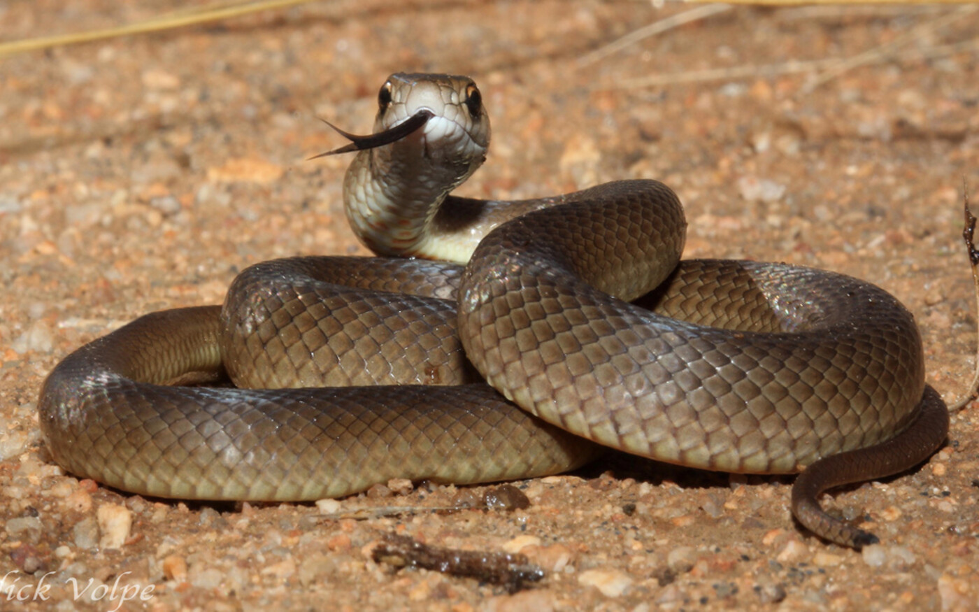 Kígyómarás végezhetett egy francia turistával Ausztráliában