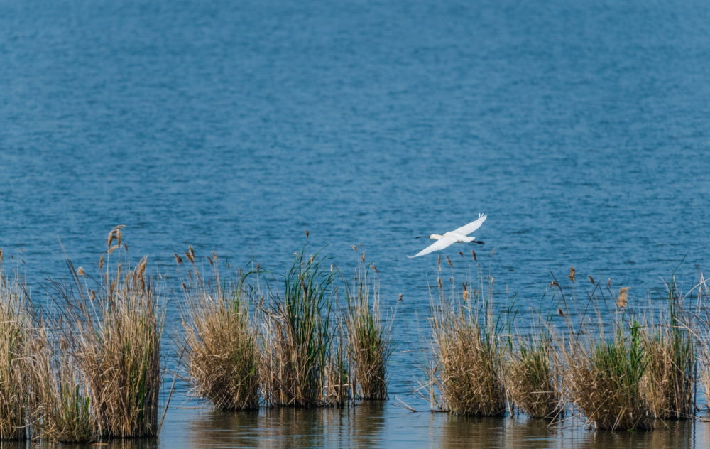Agrárminisztérium: Kiemelt védelmet igényelnek a vizes élőhelyek