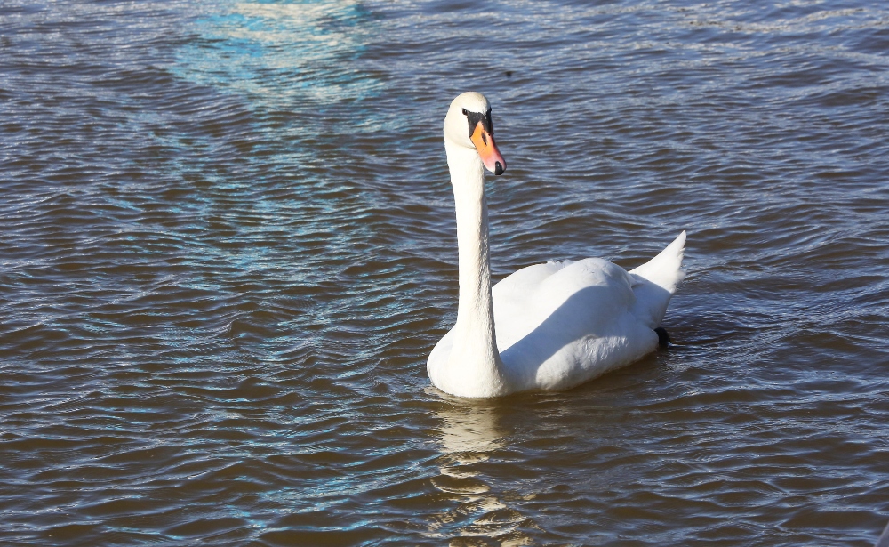 Hattyú a Fertő tavi szabadidőpark északi kikötőjében