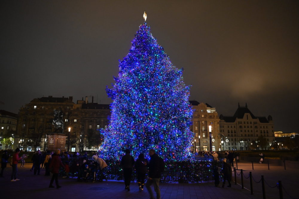 Hajdúsági fenyő lesz idén az ország karácsonyfája