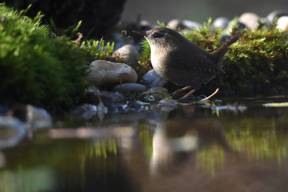 Egy ökörszem Csobánka környékén