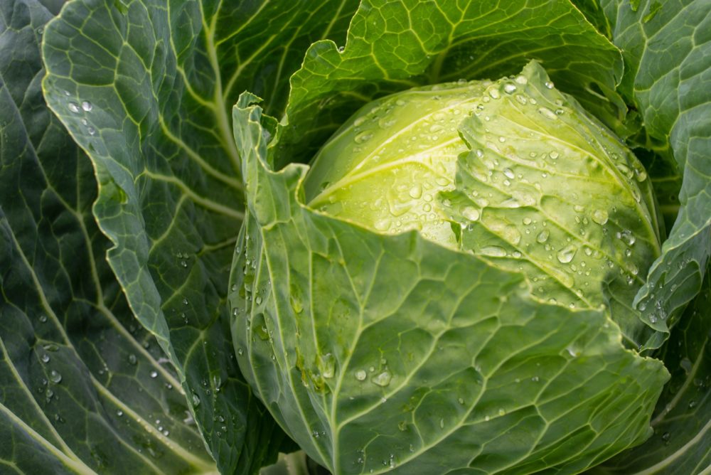 Nehéz helyzetbe juttatta az importnyomás a magyar fejeskáposzta-termelőket