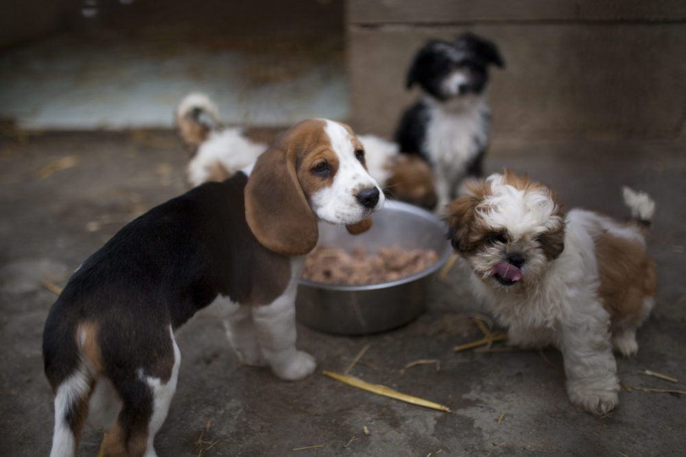 Az élő állat nem ajándék!