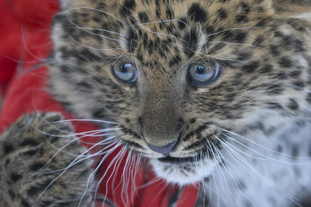 Észak-kínai leopárd született a debreceni állatkertben