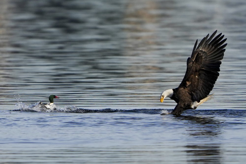 Élővilág az Egyesült Államokban