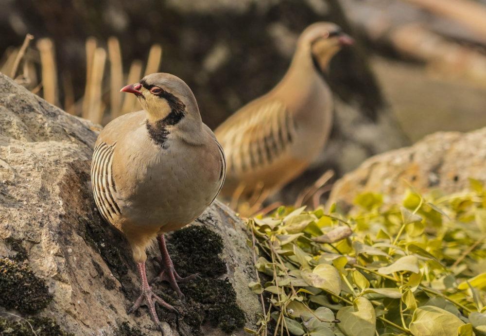 Élővilág Indiában
