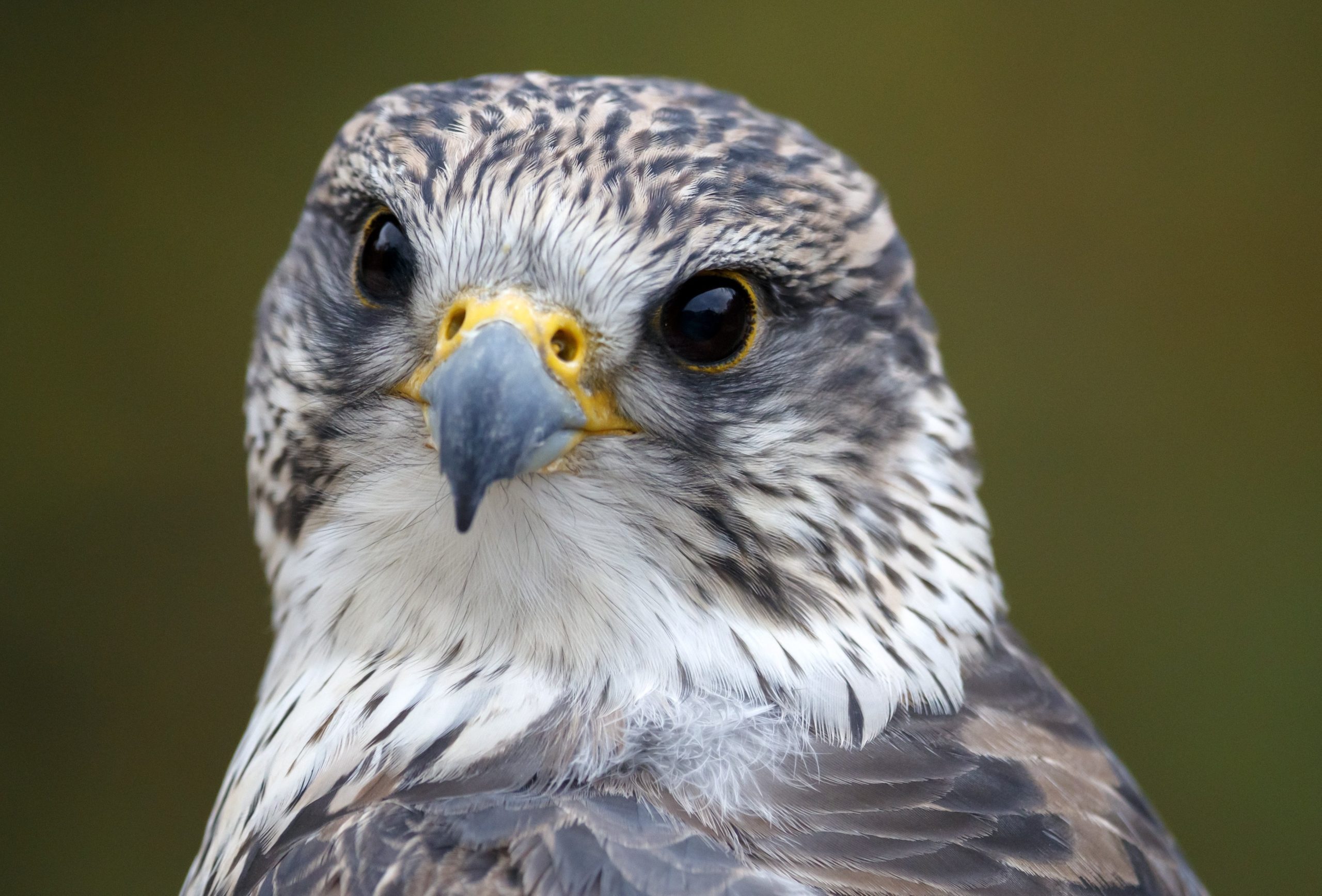 A kerecsensólyom lett az év madara