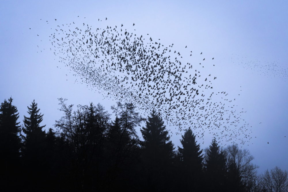 Telelő madarak Svájcban