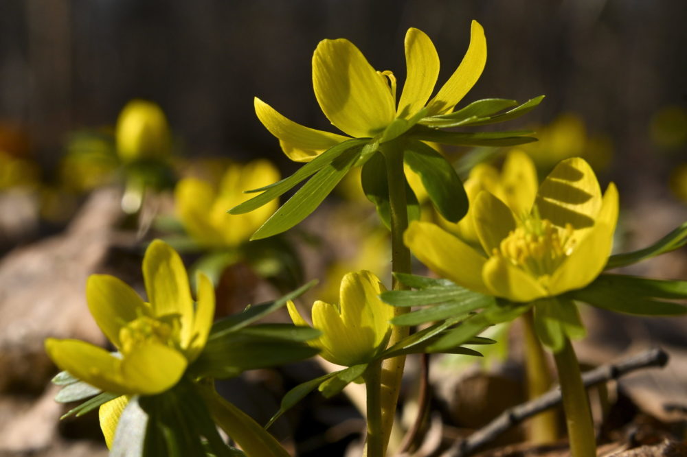 Virágzik a téltemető Debrecenben