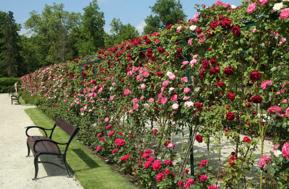 Integrációval újítható meg a kertészeti ágazat