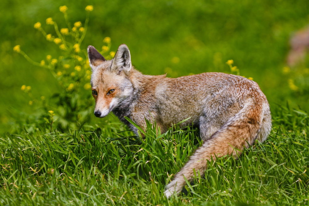 Róka a Golán-fennsíkon