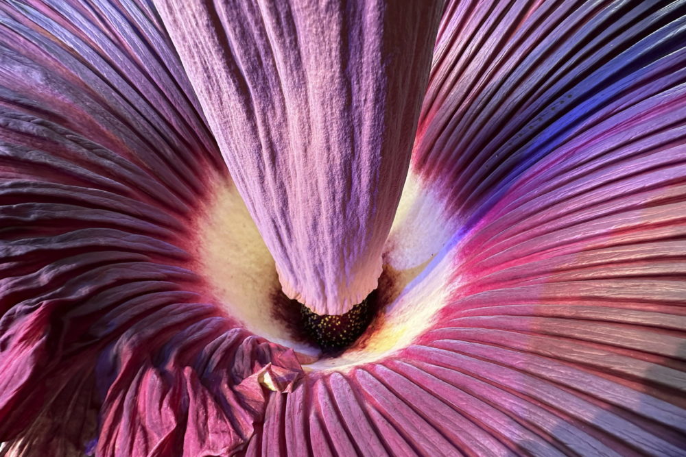 Virágzó óriás titánbuzogány