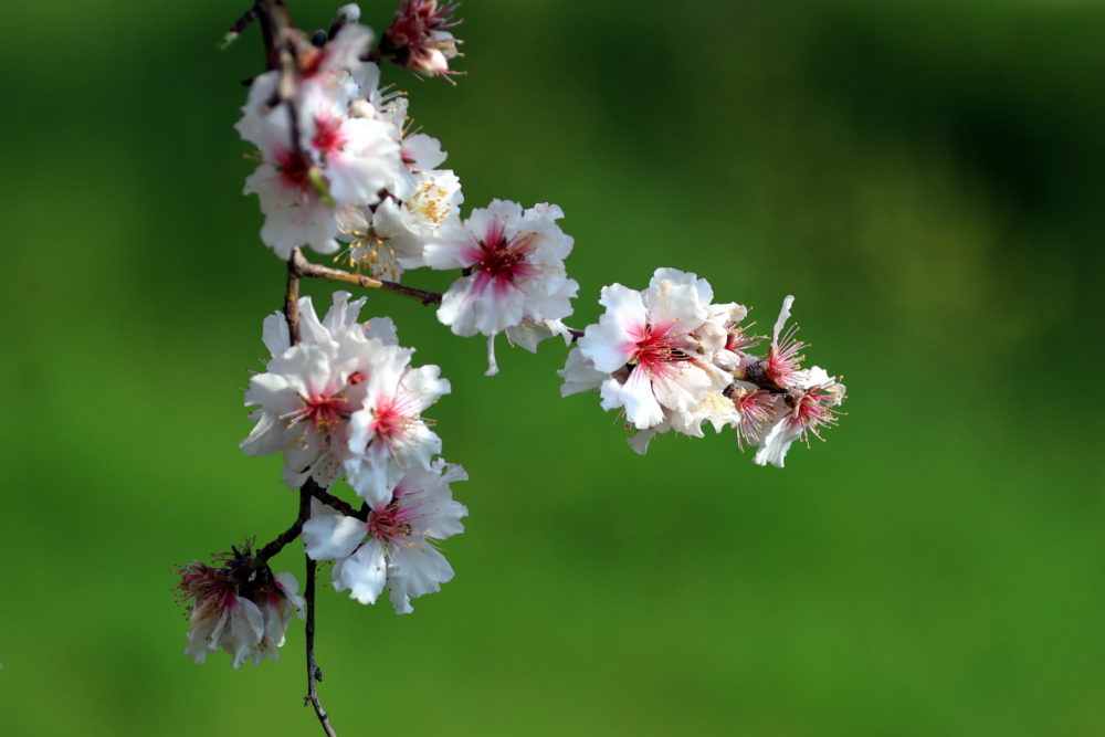 Természet Ciszjordániában