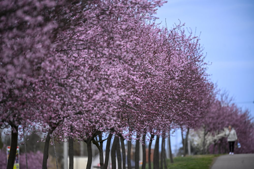 Virágzó szilvafák Bocskaikertben