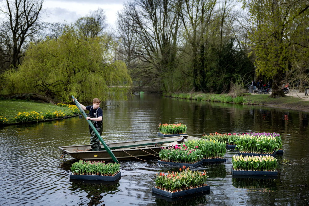 Tulipánfesztivál Amszterdamban