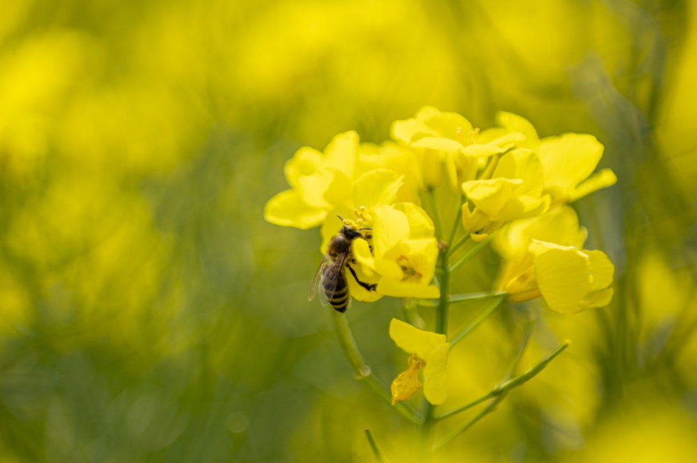Virágzik a repce Veszprém vármegyében
