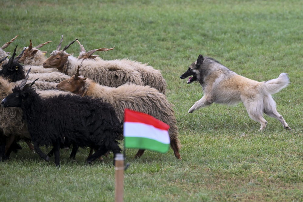 Agrárminisztérium: Újabb támogatások segítik az állattenyésztőket