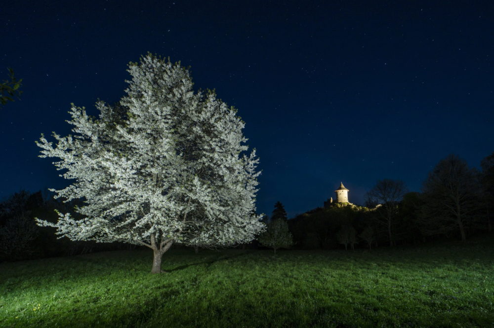 Virágzó gyümölcsfák Somoskőn