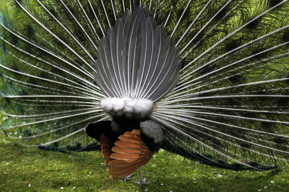 Páva Portugáliában