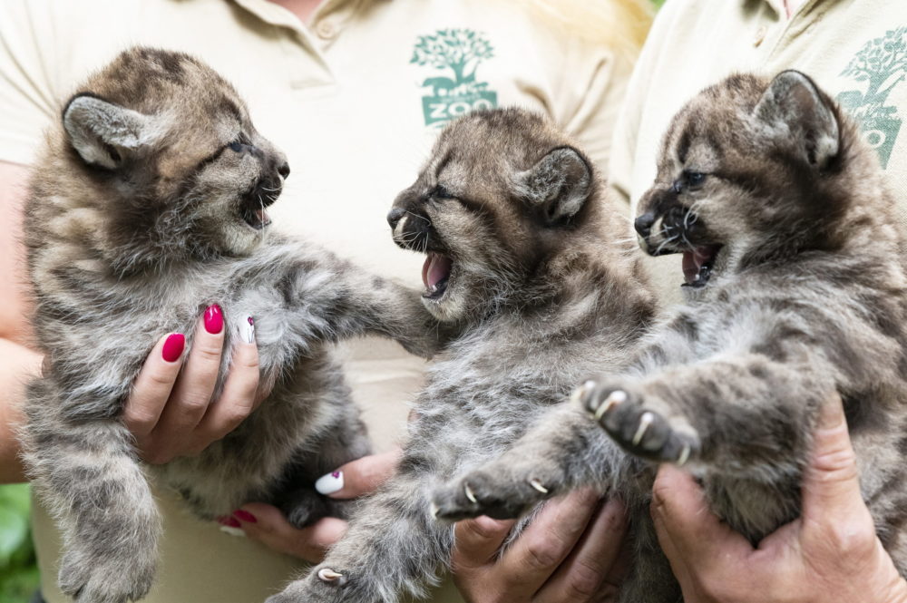 A Nyíregyházi Állatpark négyhetes puma hármas ikrei
