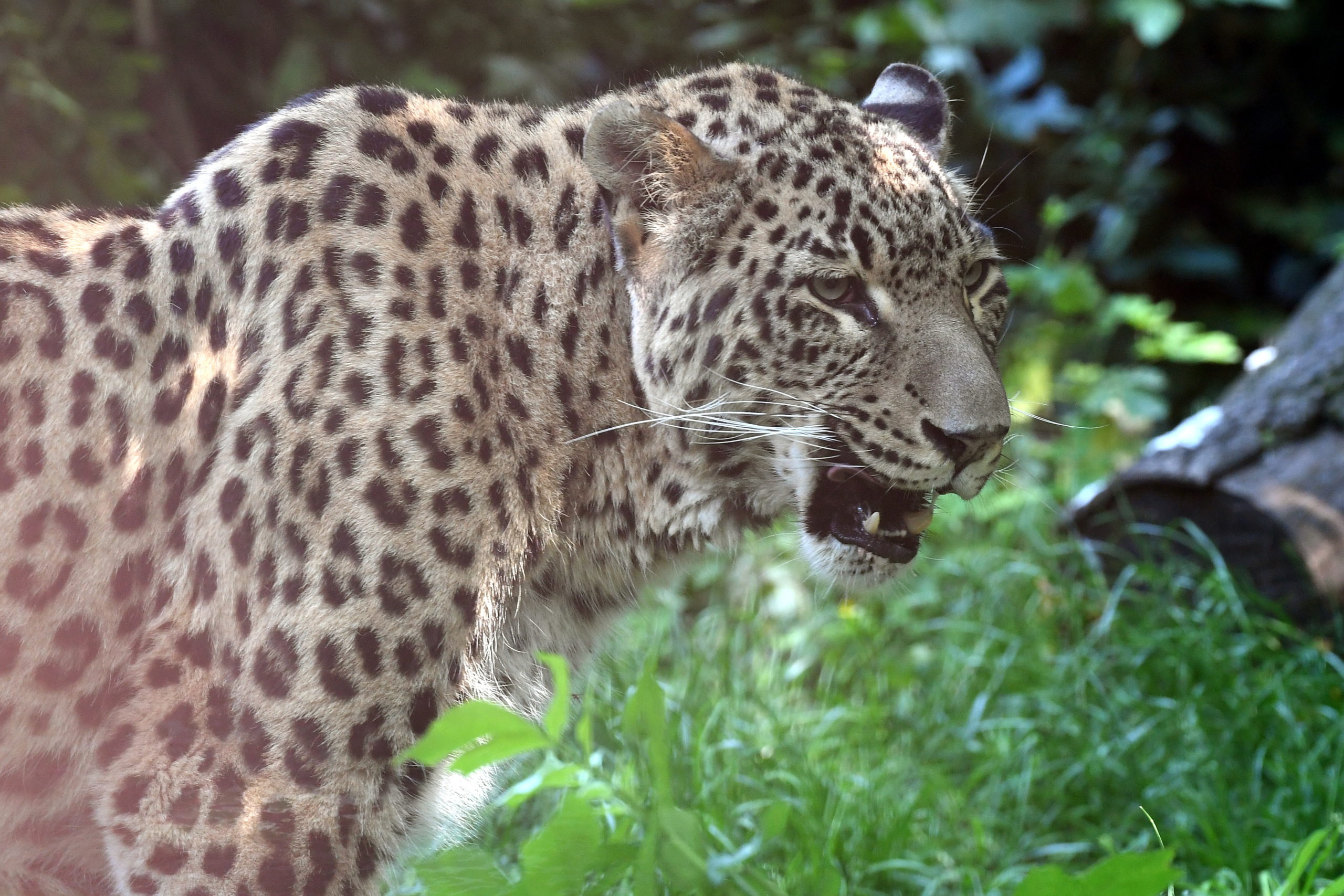 Leopárd a Fővárosi Állat- és Növénykertben