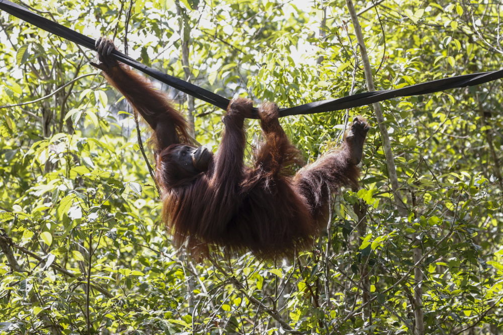 Gyógynövénnyel kezelte saját sebét egy orángután Indonéziában