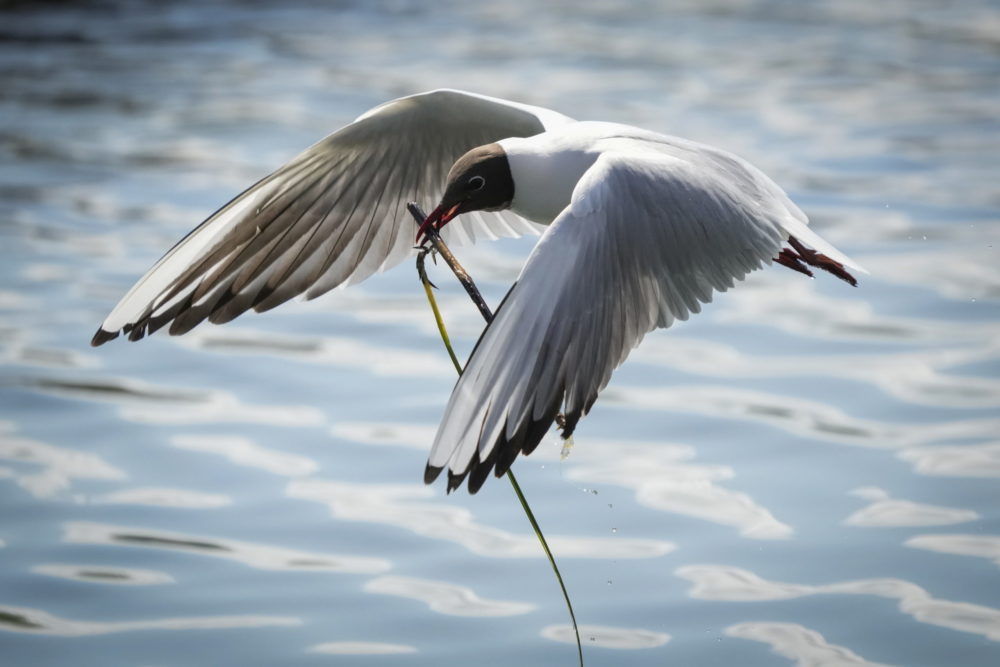Élővilág Észtországban