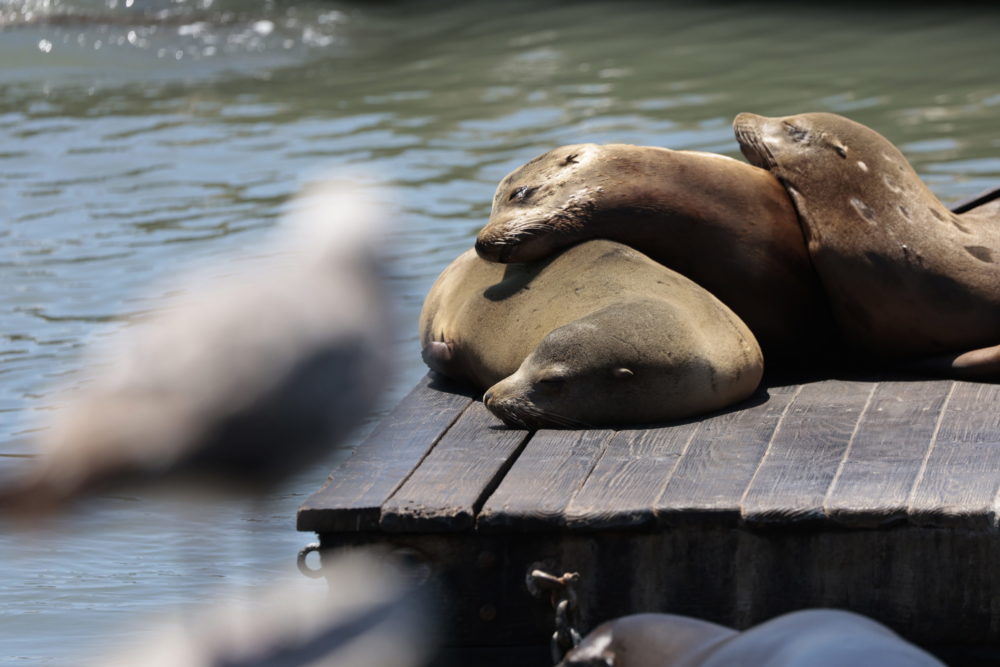 Oroszlánfókák San Franciscóban