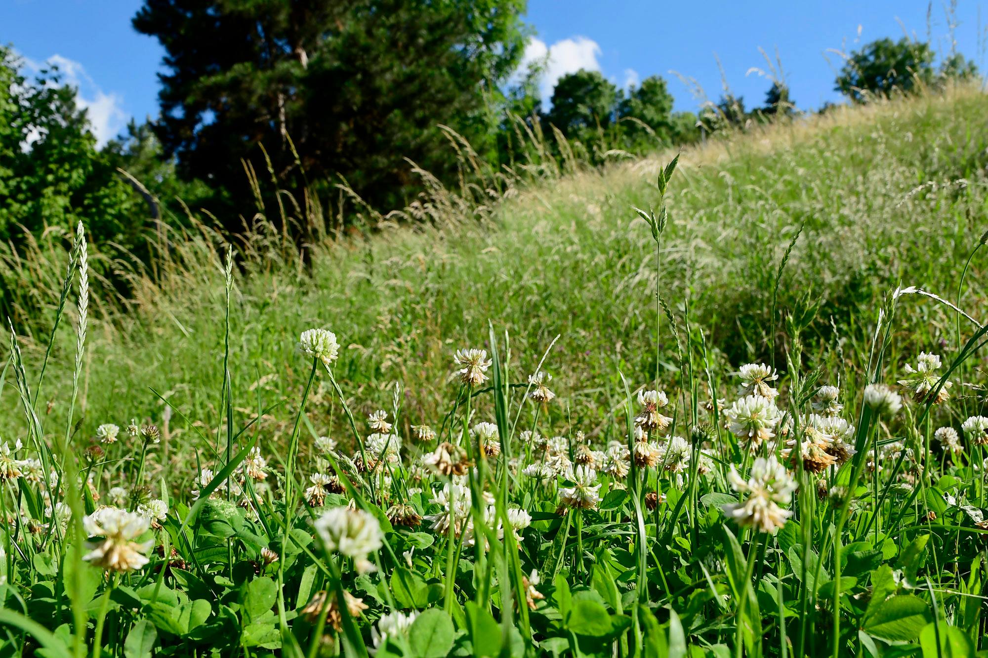 A zöld szélsőségesek átveszik az uralmat a fővárosban