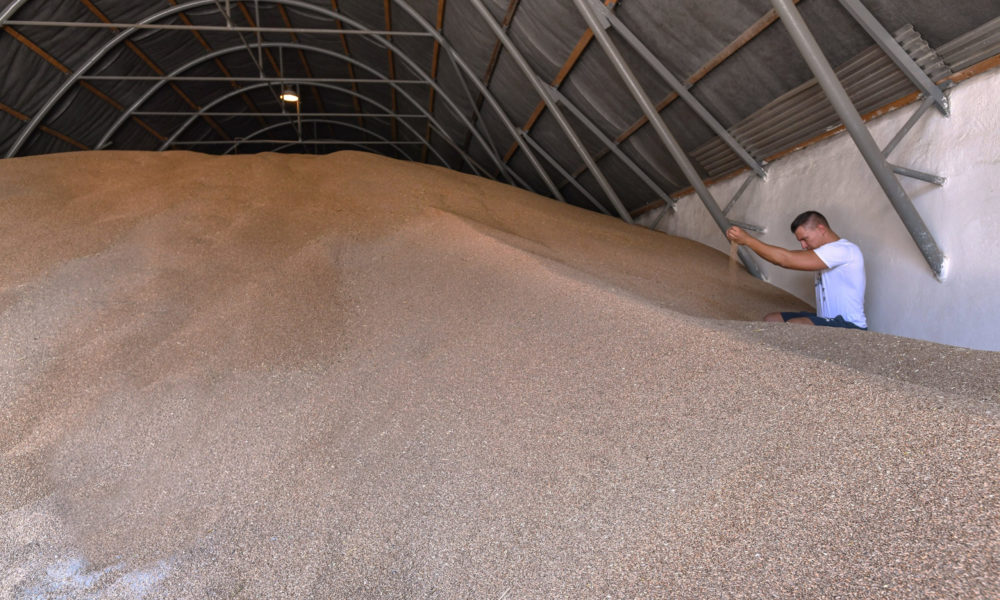 Agrárminisztérium: Az árpa már a magtárakban van