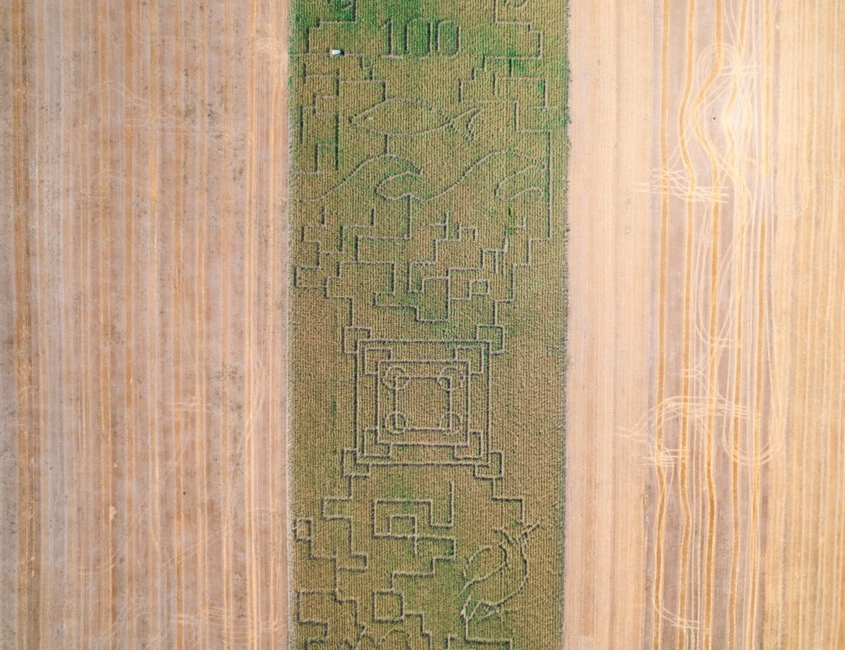 Labirintus Kiszombor határában