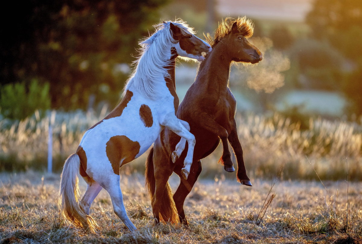 Izlandi pónik Németországban